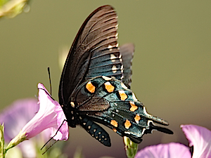 Pipeline Swallowtail
